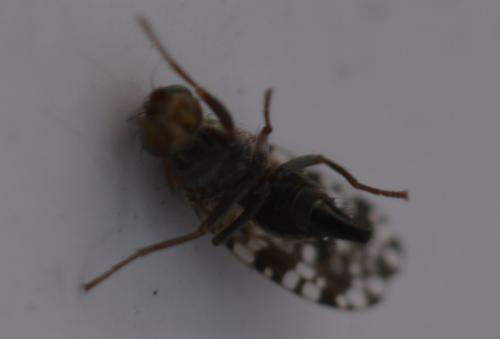Tephritis praecox